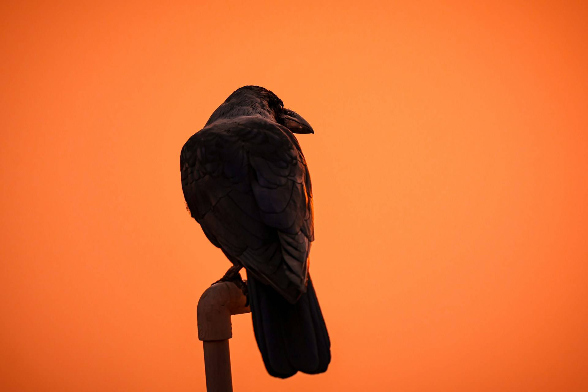 含み益割合は一時80%を割り込む、短期投資家のポジションは解消されたか