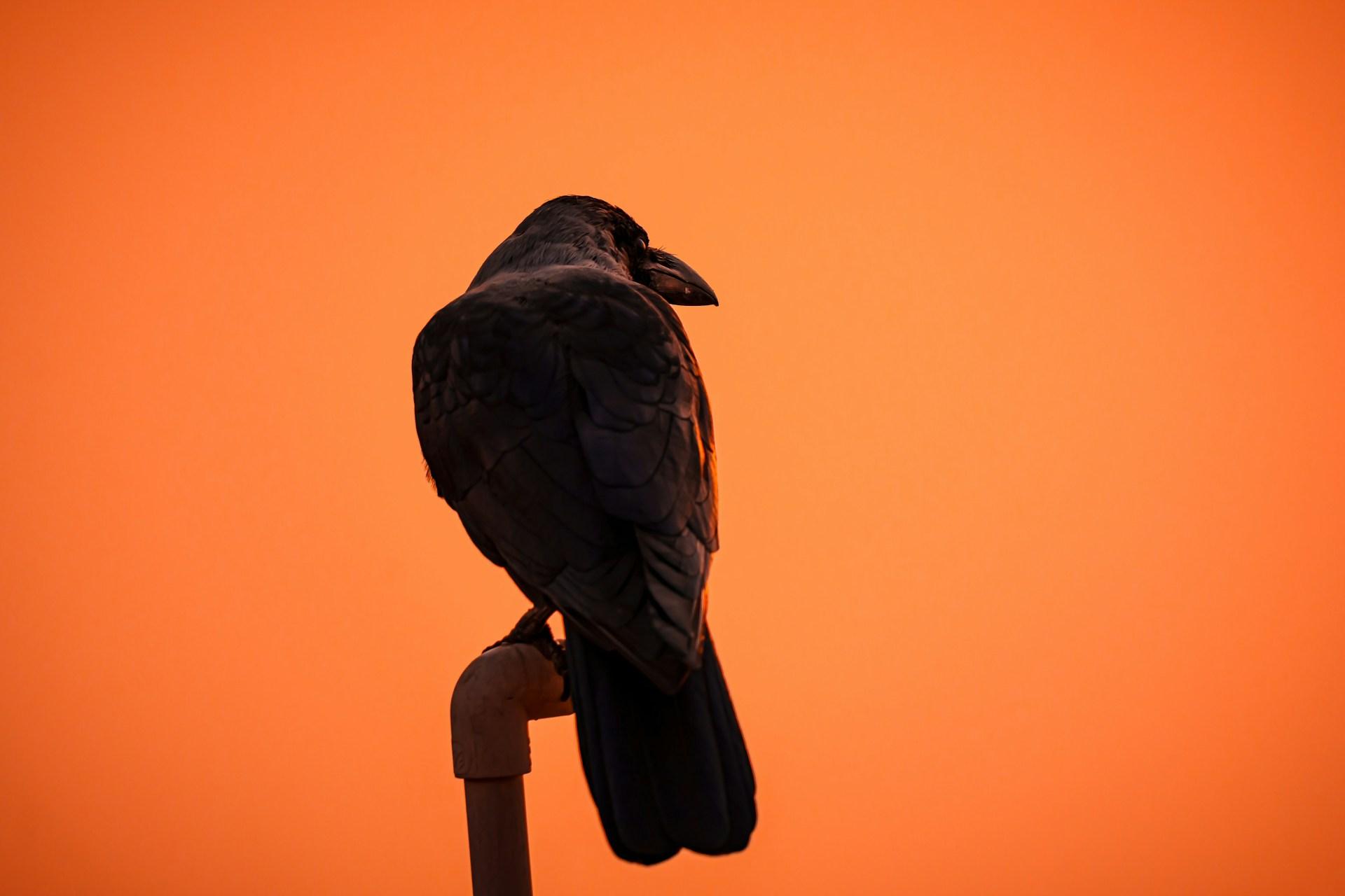 含み益割合は一時80%を割り込む、短期投資家のポジションは解消されたか