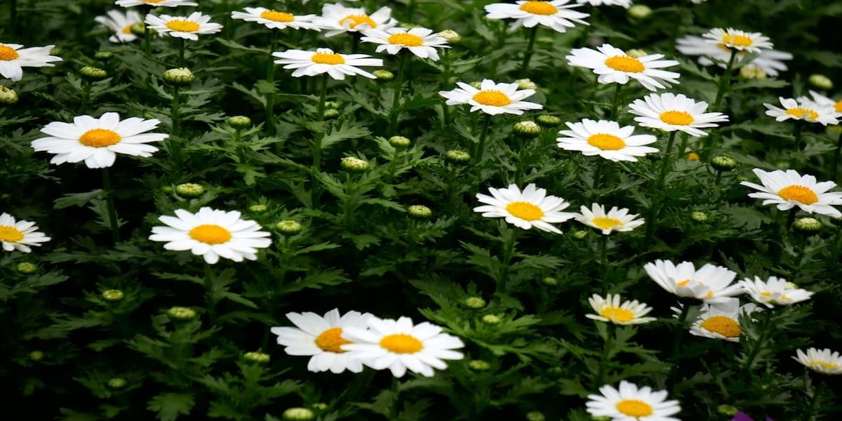 今週は現物主導の相場が顕著に、デリバティブ市場では買い遅れが見られる